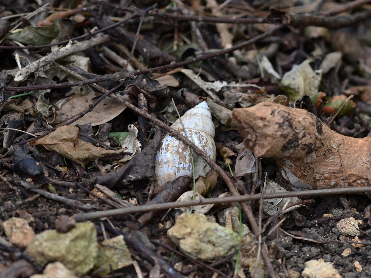 #60:
          Unidentified Land Snail, Okinawa.
          f/ at mm - Shutter Speed: - ISO: